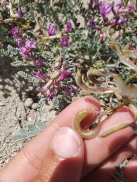 صورة Astragalus camptopus Barneby