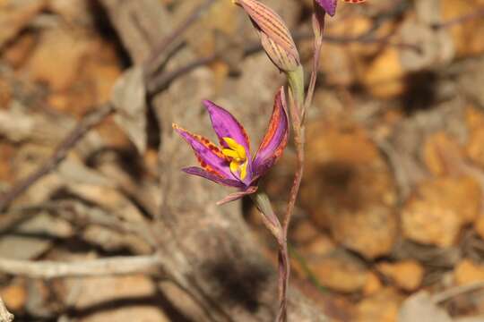 Image of Thelymitra speciosa Jeanes