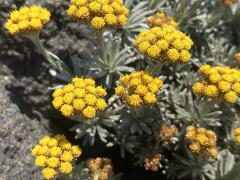 Image of Helichrysum galpinii N. E. Brown