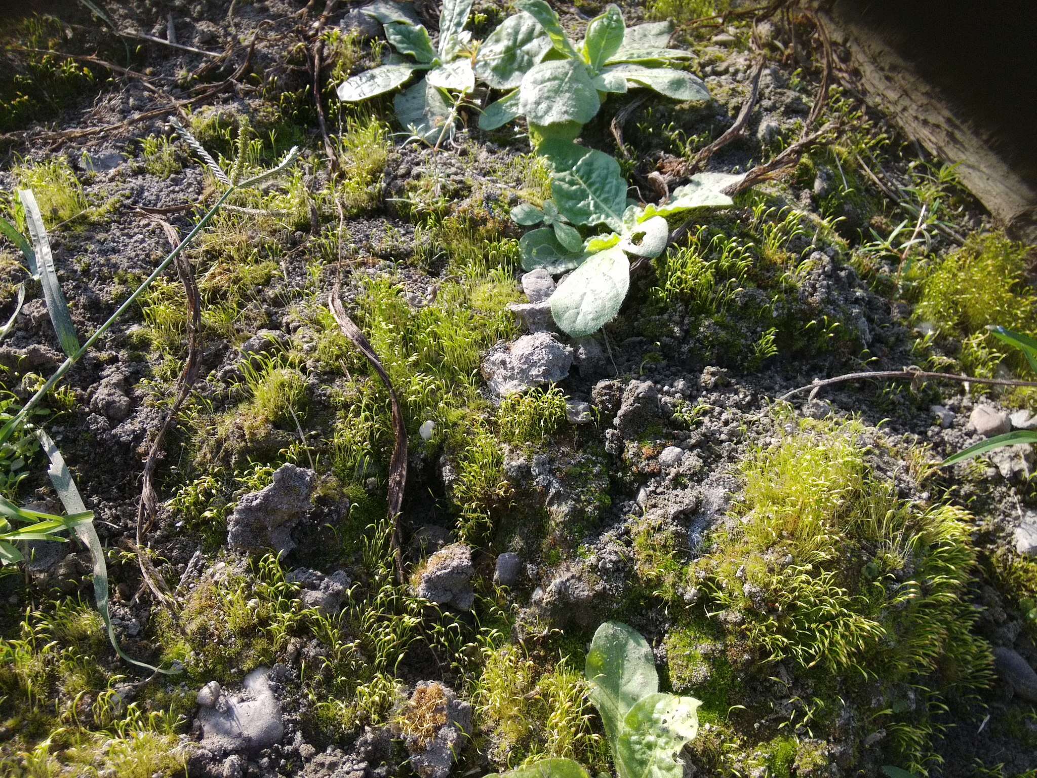 Image of trematodon moss