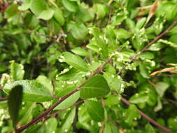 Image of <i>Eriophyes similis</i> (Nalepa 1890)