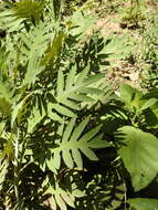 Image of Bocconia arborea S. Wats.