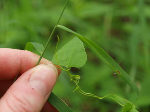 صورة Fallopia scandens var. cristatum (Engelm. & Gray) Gleason