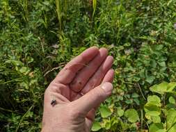 Image of Canadian ricegrass