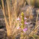 صورة Clinopodium uhligii var. obtusifolium (Avetta) Ryding