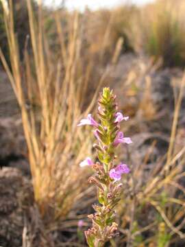 Image of Clinopodium uhligii (Gürke) Ryding