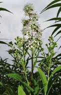 Image of white meadowsweet