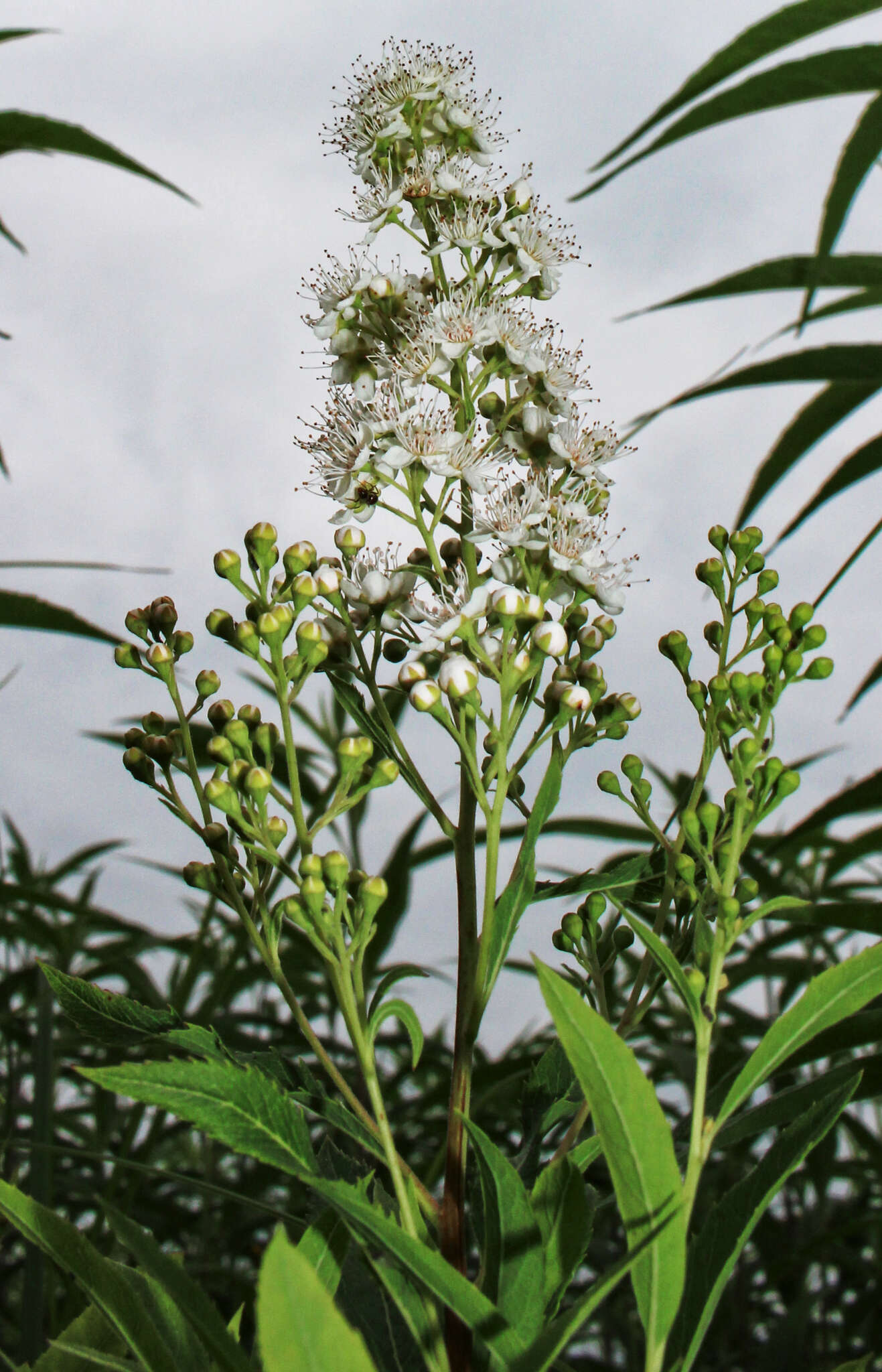 Imagem de Spiraea alba Du Roi