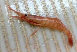 Image of northern prawn