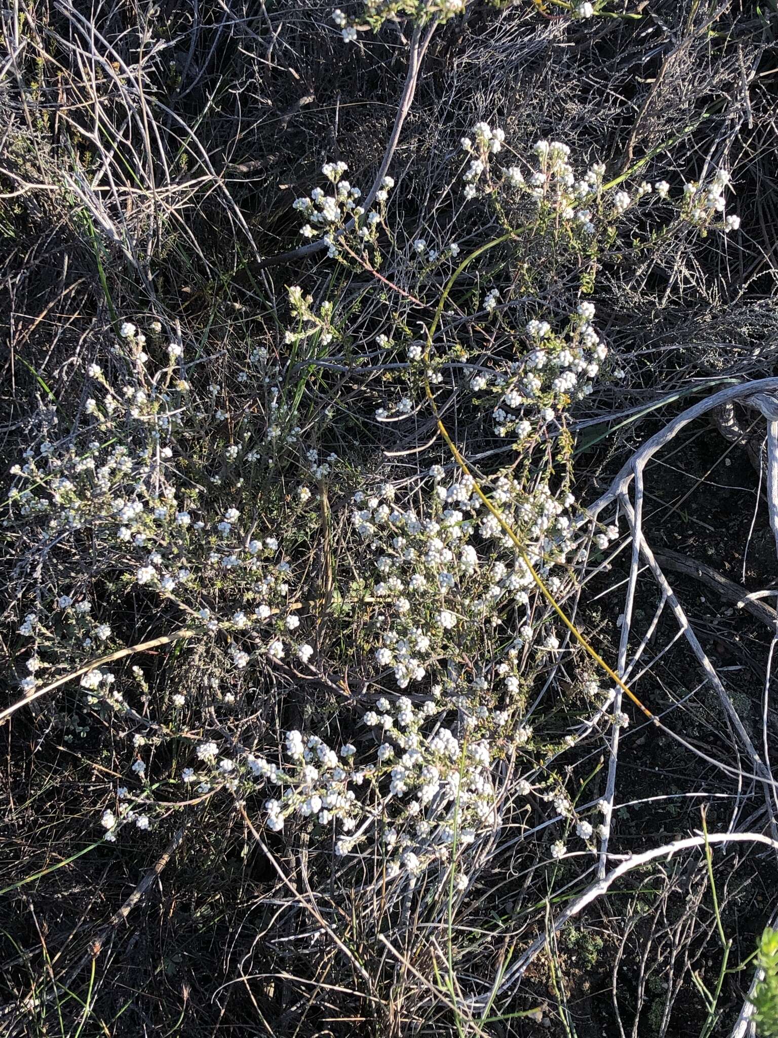 Image of Phylica purpurea var. pearsonii Pillans