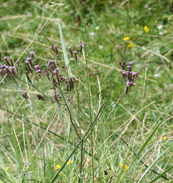 صورة Verbena intermedia Gillies & Hook.