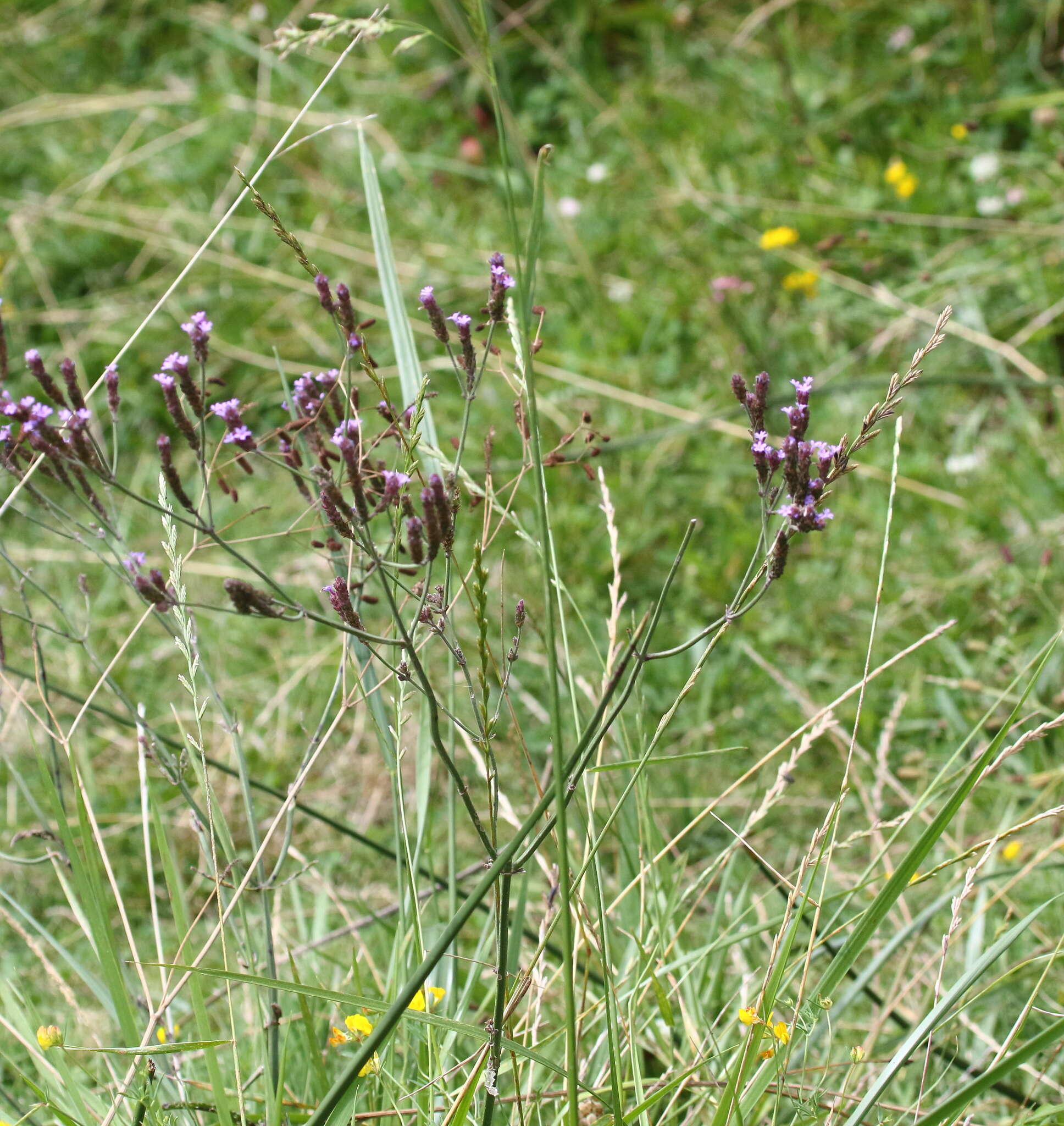 Image de Verbena intermedia Gillies & Hook.