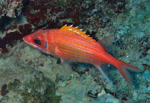 Image of Longjaw Squirrelfish