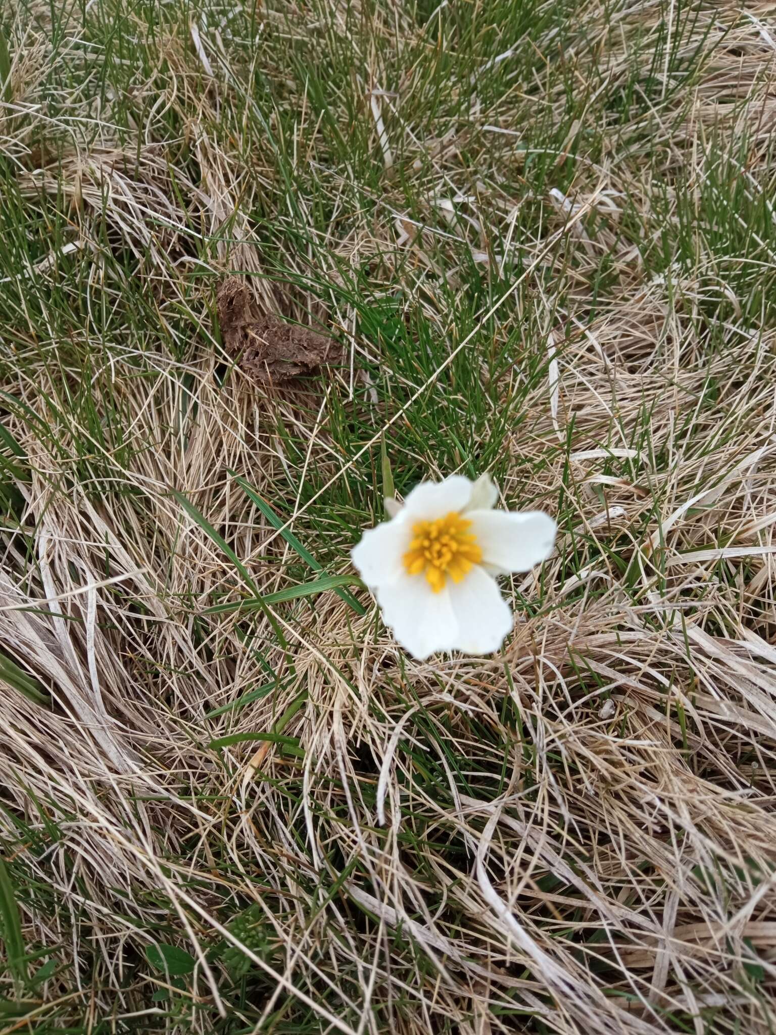 Image of Ranunculus pyrenaeus L.