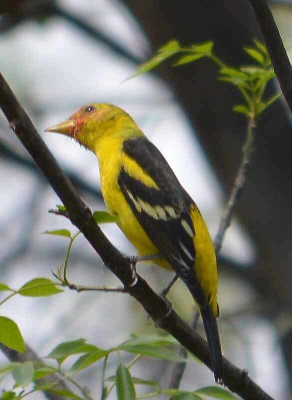 Image of Western Tanager