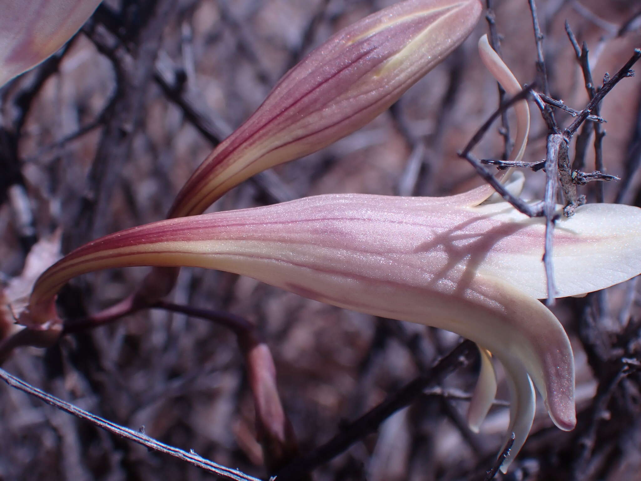 Image of Freesia andersoniae L. Bolus