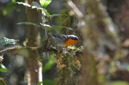 Oreothlypis gutturalis (Cabanis 1861) resmi