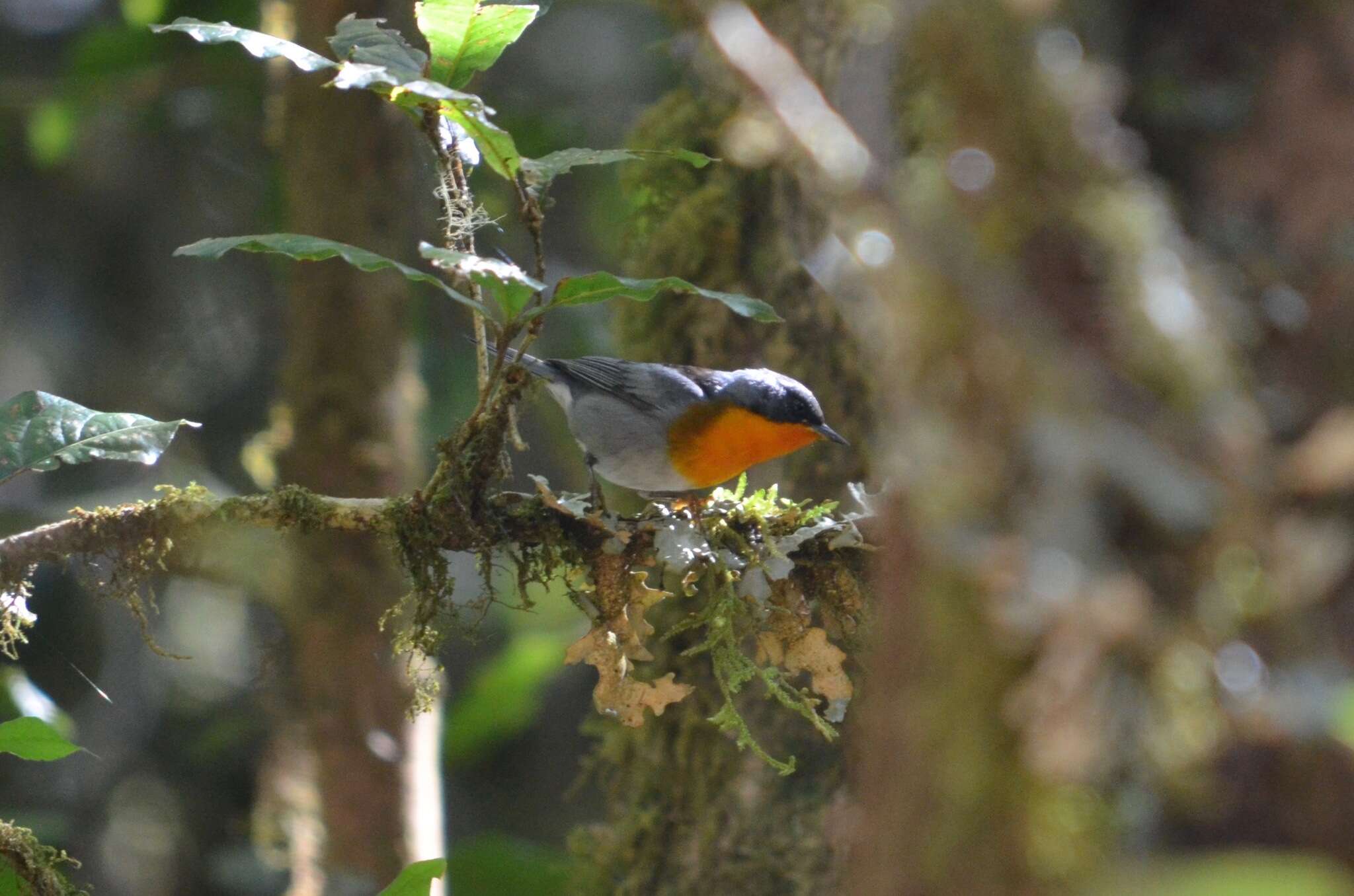 Image of Flame-throated Warbler