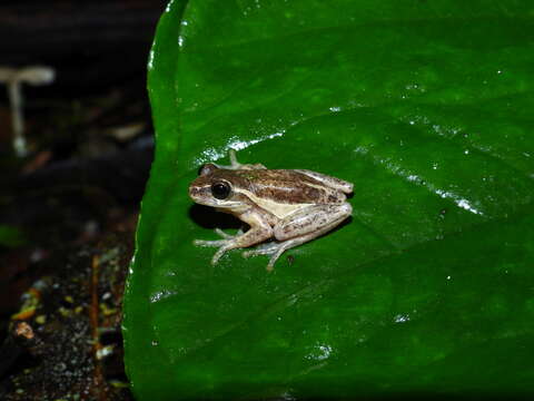 Image of Dendropsophus praestans (Duellman & Trueb 1983)