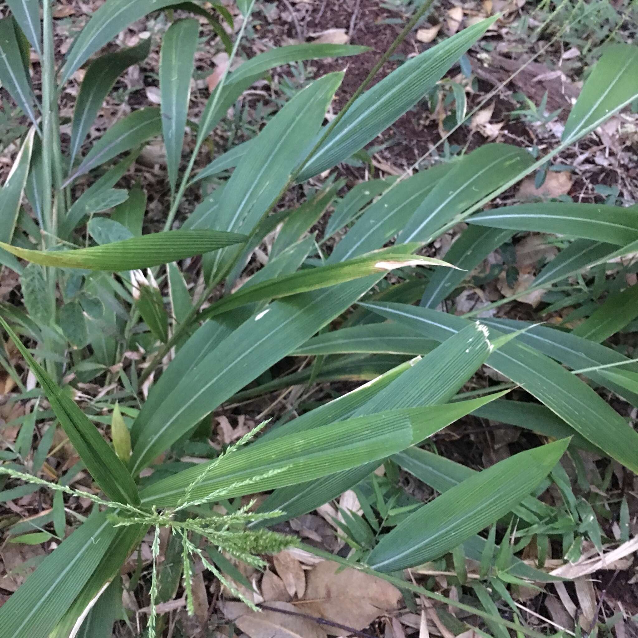 Image of bigleaf bristlegrass