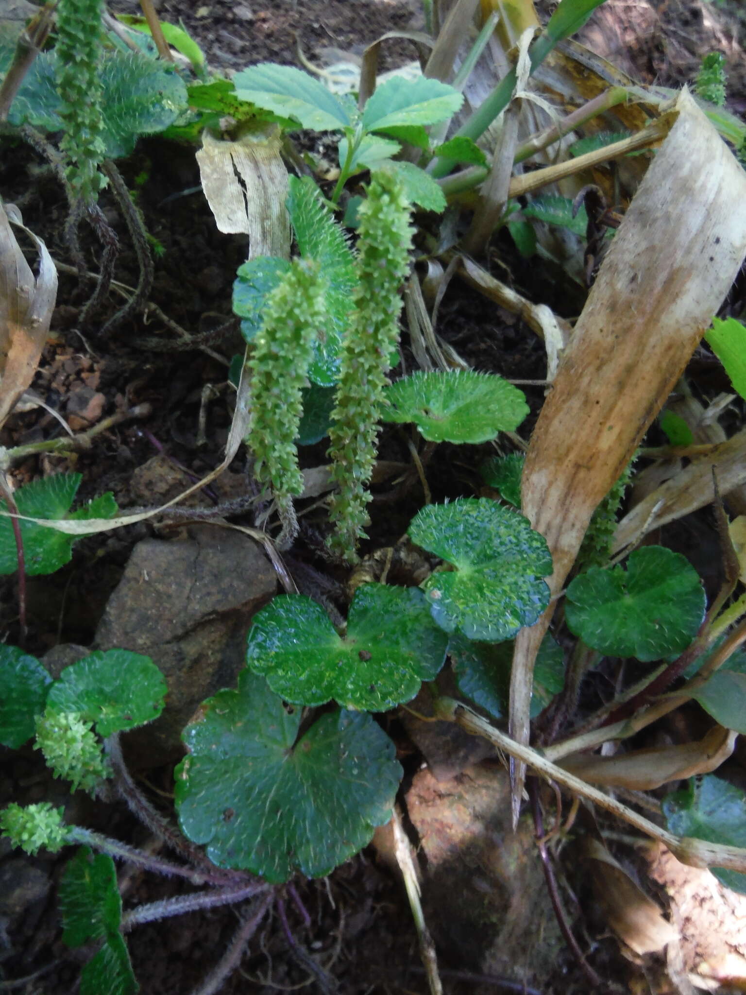 Image de Hydrocotyle hirsuta Sw.