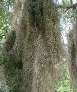 Sivun Tillandsia usneoides (L.) L. kuva