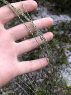 Image of Caribbean crabgrass