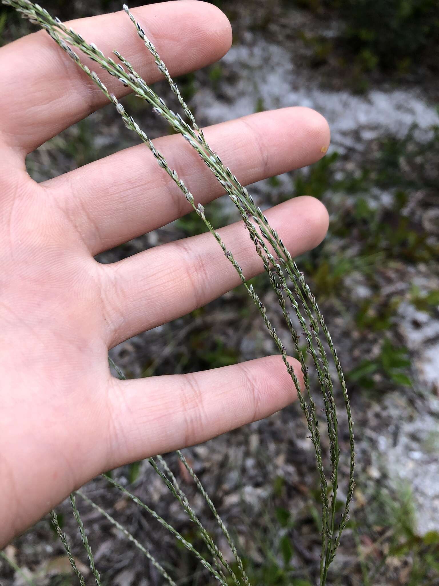 Image of Caribbean crabgrass