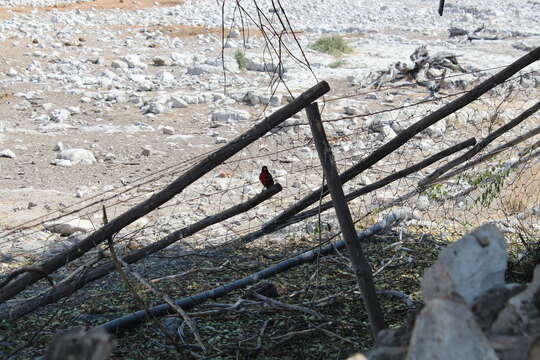 Image of Crimson-breasted Gonolek