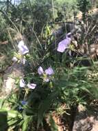 Image of Aneilema hockii De Wild.