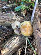 Image de Flammulina lupinicola (Redhead & R. H. Petersen) C. Hahn 2016