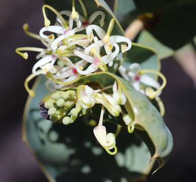 Image de Hakea prostrata R. Br.