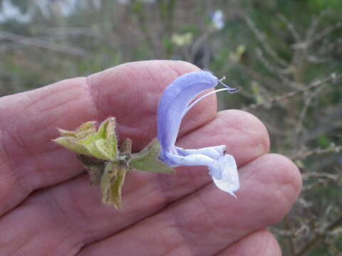 Salvia chamelaeagnea Berg. resmi