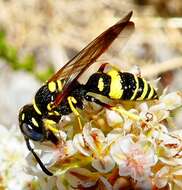 Image of Philanthus gibbosus (Fabricius 1775)