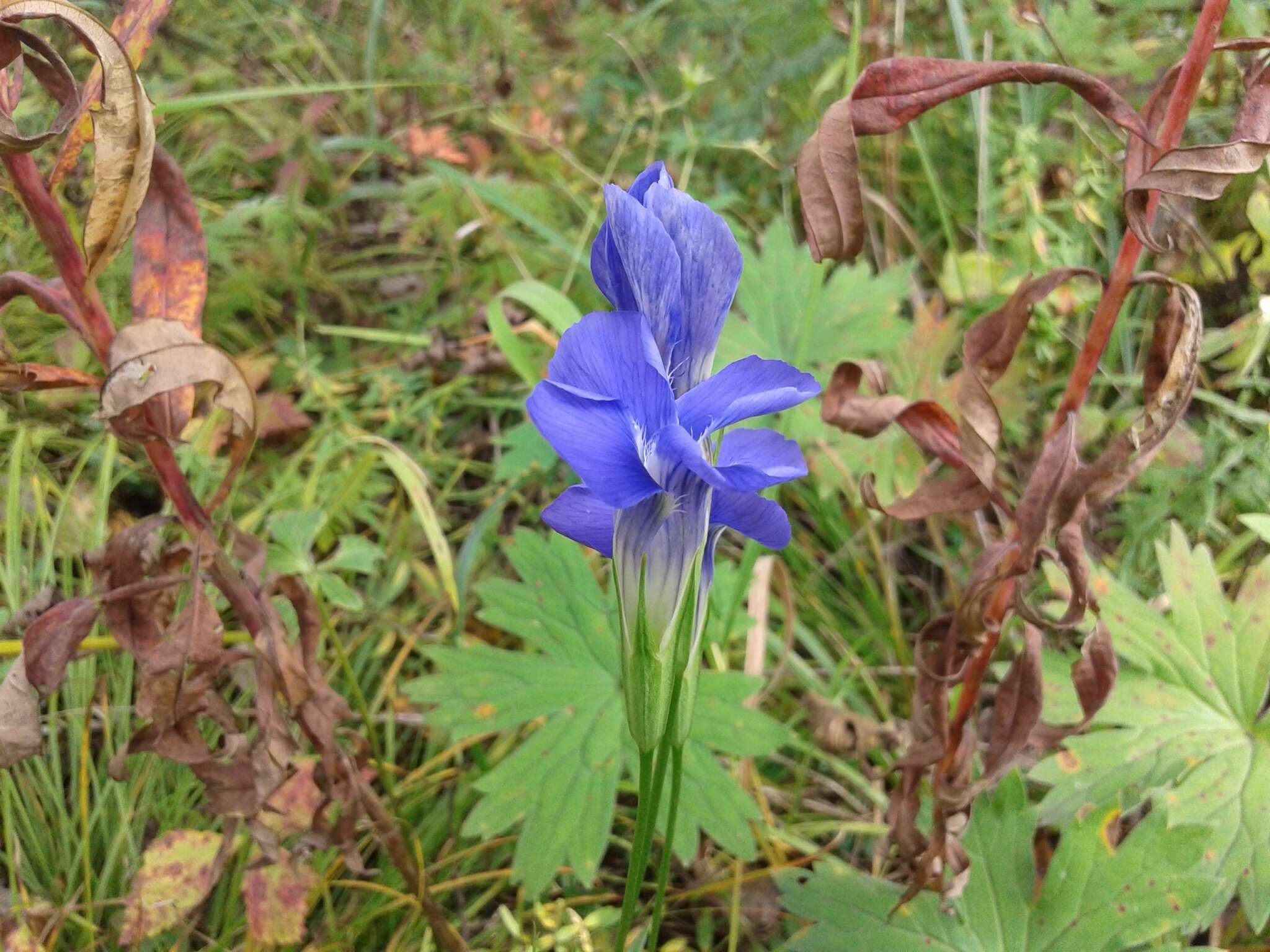 Gentianopsis barbata (Froel.) Ma的圖片