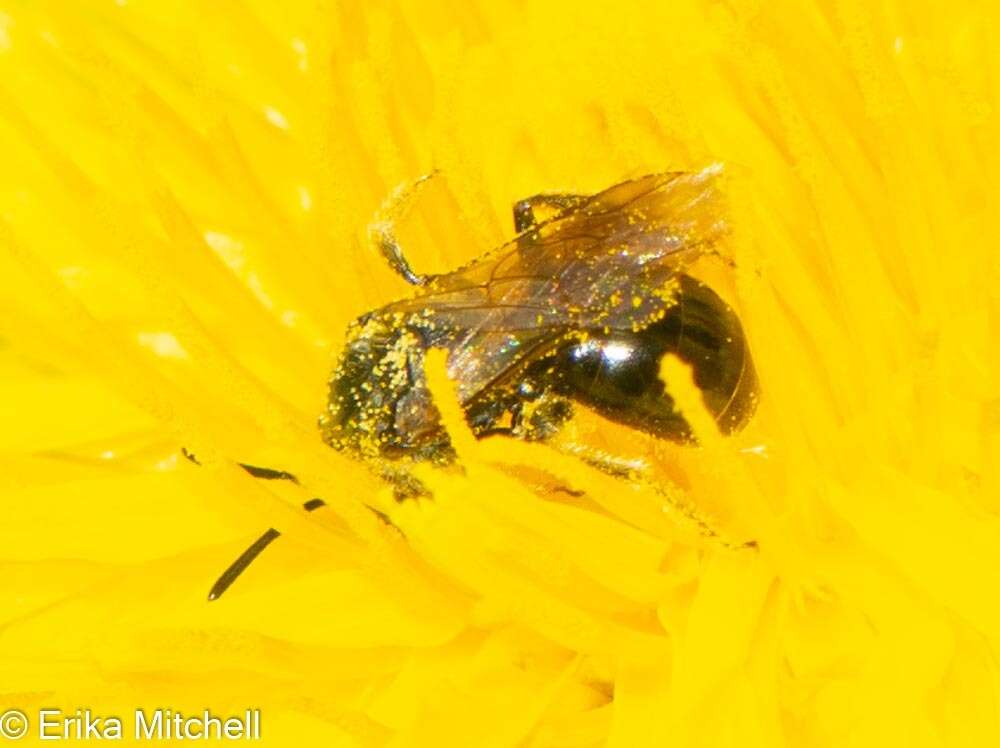 Lasioglossum nigroviride (Graenicher 1911)的圖片