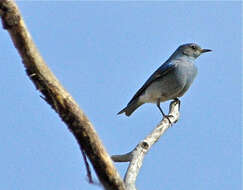 Image of Mountain Bluebird