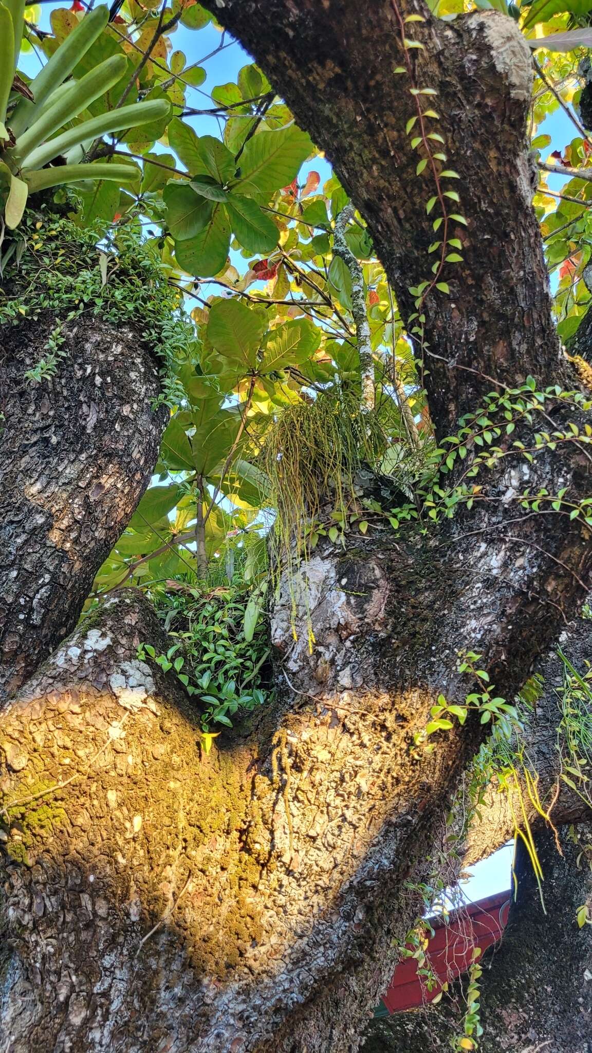 Слика од Psilotum complanatum Sw.