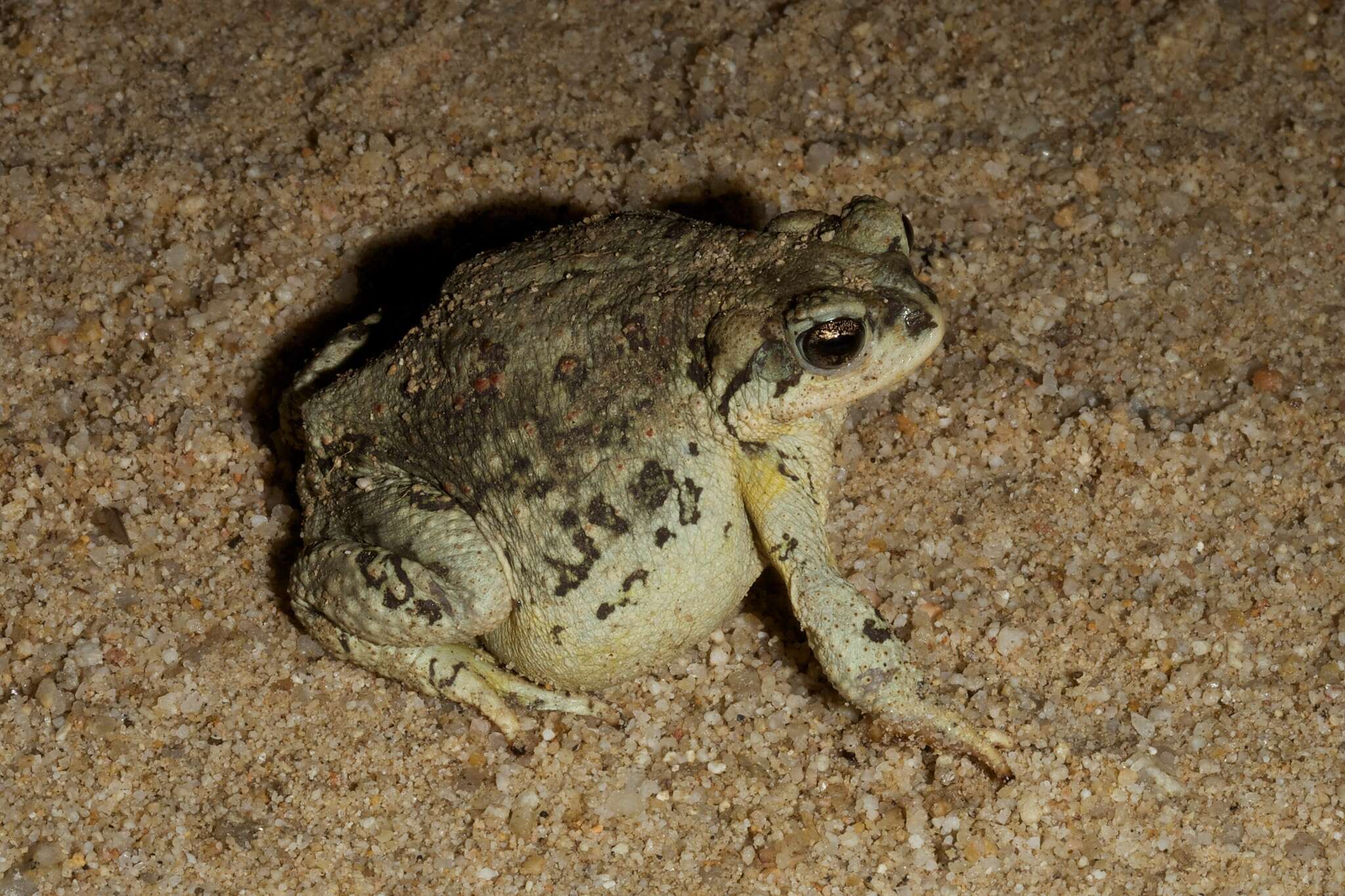 Plancia ëd Anaxyrus punctatus (Baird & Girard 1852)