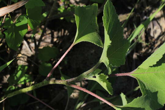 Image of Xanthium orientale subsp. riparium (Celak.) Greuter