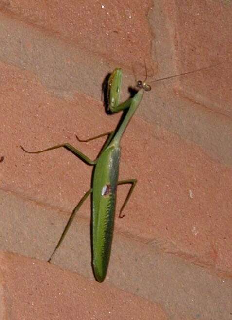 Image de Stagmatoptera praecaria Linne 1758