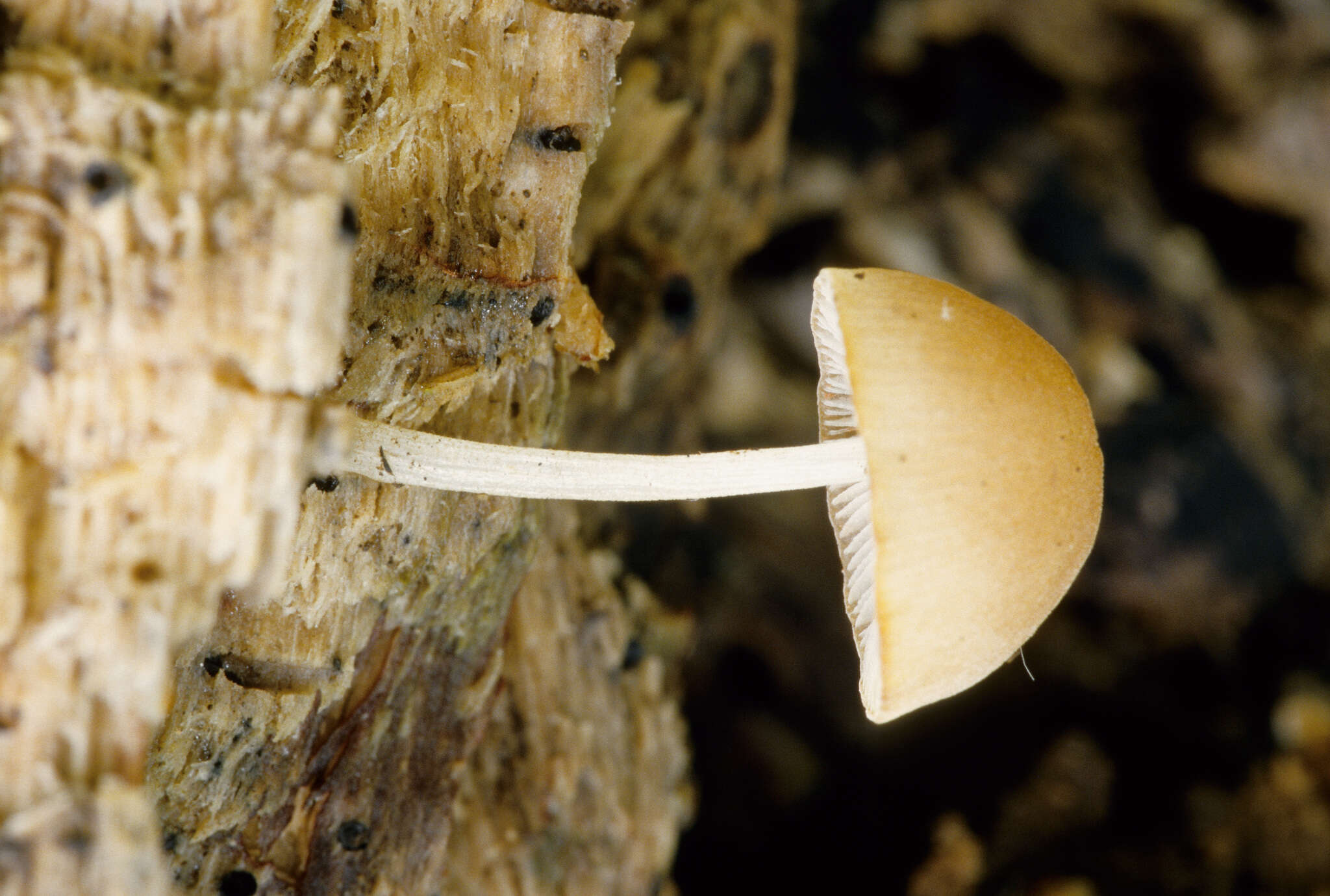 Image of Pluteus velutinus C. K. Pradeep, Justo & K. B. Vrinda 2012