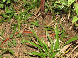 Image of Tschudi's False Coral Snake
