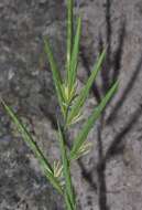 Слика од Brachypodium phoenicoides (L.) Roem. & Schult.