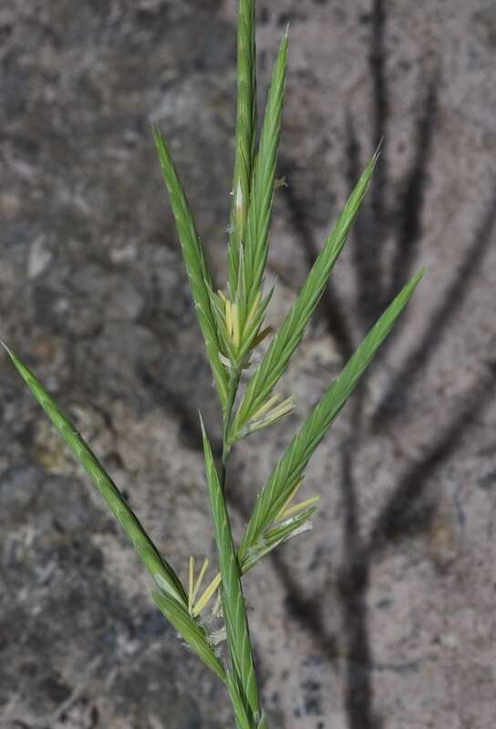 Image of thinleaf false brome