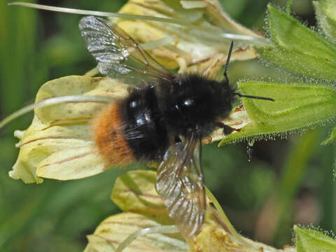 Plancia ëd Bombus wurflenii Radoszkowski 1860