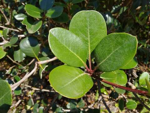 Слика од Rhaphiolepis indica var. umbellata (Thunb. ex Murray) H. Ohashi