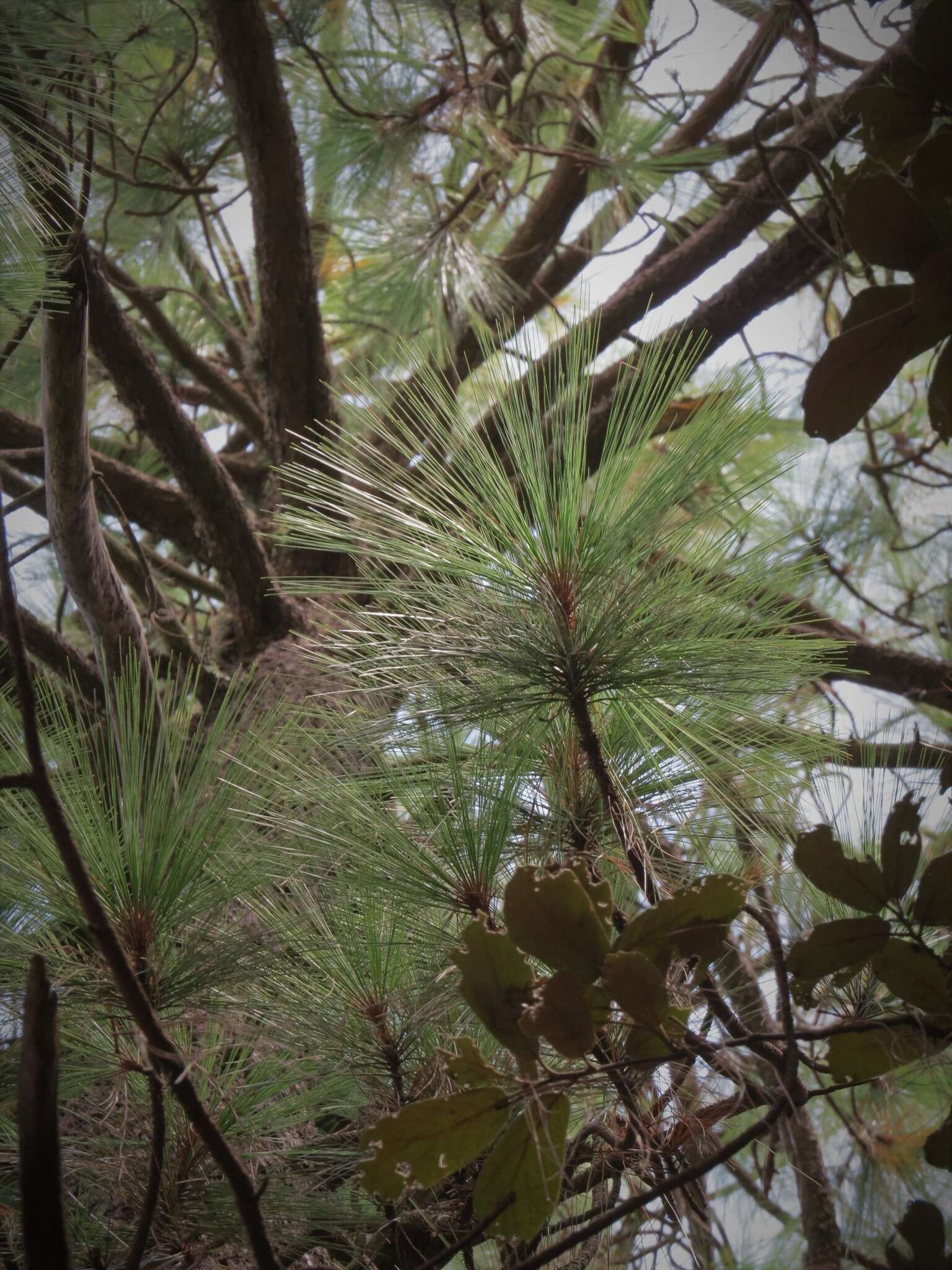 Imagem de Pinus montezumae Lamb.