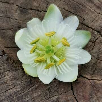 Passiflora siamica Crab的圖片