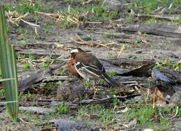 Image of sparrow-weaver